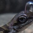 Este lagarto buceador crea su propia 'bombona' de oxígeno y aguanta 20 minutos bajo el agua