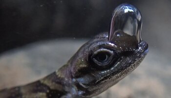 Este lagarto buceador crea su propia 'bombona' de oxígeno y aguanta 20 minutos bajo el agua