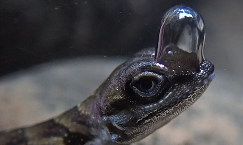 Este lagarto buceador crea su propia 'bombona' de oxígeno y aguanta 20 minutos bajo el agua