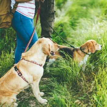 Expert issues urgent warning as 'beautiful' flower is 'highly toxic' to dogs