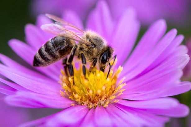 Expert shares disgusting reason bees die when they sting you as people left in shock