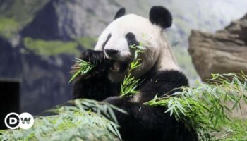 Fans bid farewell to Tokyo pandas before return to China