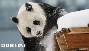 Finland to return pandas to China early due to cost