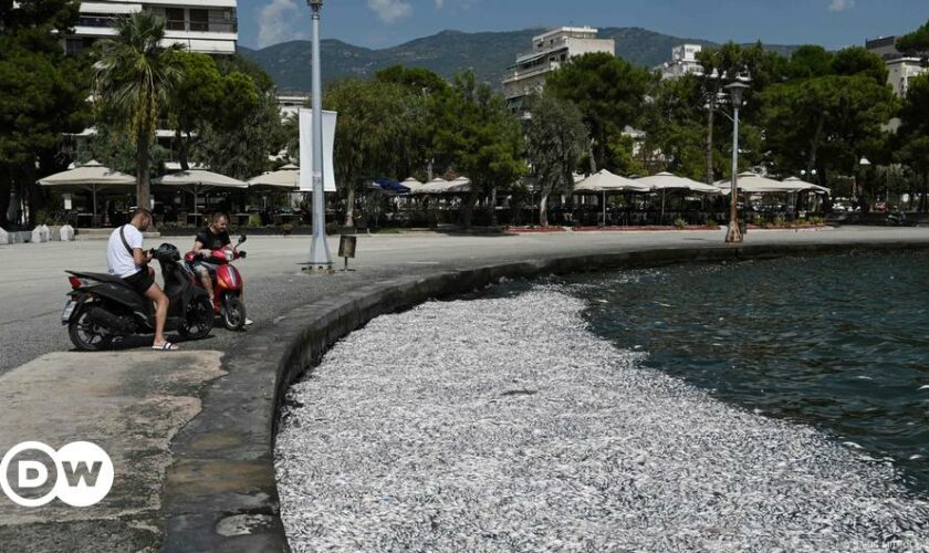 Fischsterben vor Volos: Eine Stadt in Ausnahmezustand