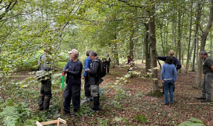 Forêt de Chantilly : ne touchez pas aux cagettes en bois !