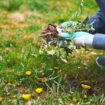 Gardener's '29p' trick that 'destroys weeds faster' than weedkiller