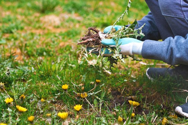 Gardener's '29p' trick that 'destroys weeds faster' than weedkiller