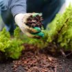 Gardening expert says people should stop throwing away dirty item