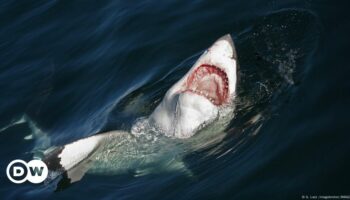 German tourist dies after shark attack off Canary Islands