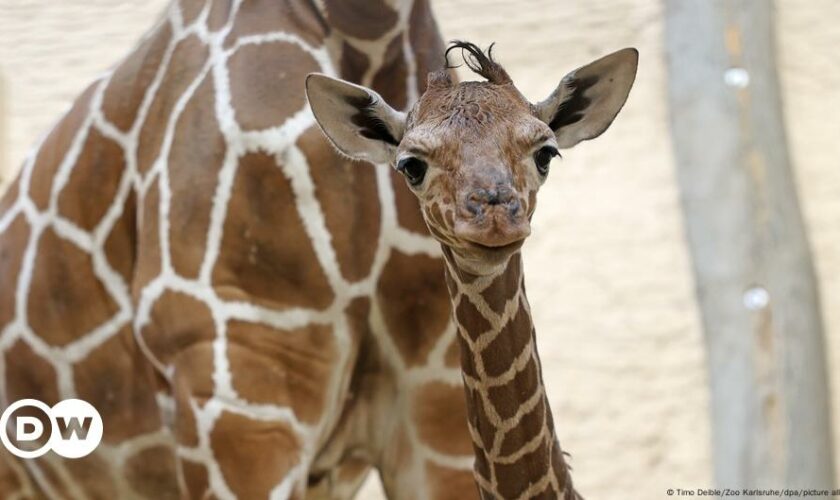 Germany: Baby giraffe born in Karlsruhe Zoo