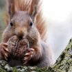 Großbritannien: Eichhörnchen-Attacke im Zug – Fahrt abgebrochen