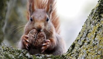 Großbritannien: Eichhörnchen-Attacke im Zug – Fahrt abgebrochen