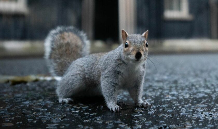 Das nordamerikanische Grauhörnchen ist deutlich größer als das europäische Eichhörnchen