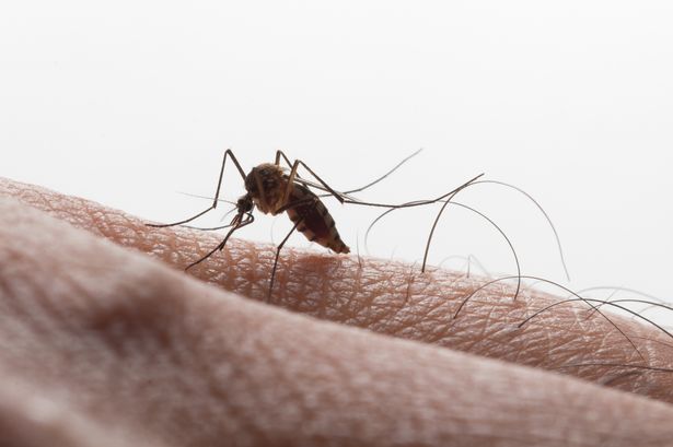 Gross reason some people get more mosquito bites than others