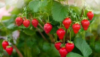 Grow a limitless supply of strawberries - and it'll cost you nothing