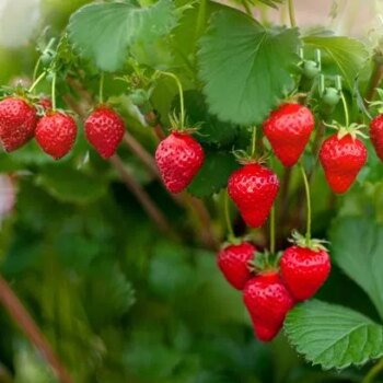 Grow a limitless supply of strawberries - and it'll cost you nothing