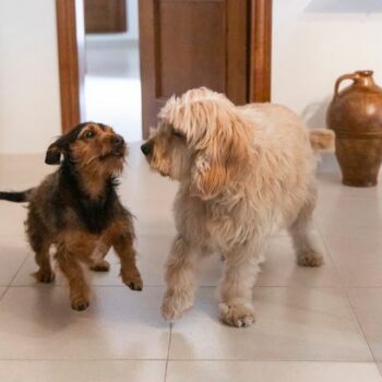 Heartwarming way dog lets her deaf brother know their human owners are home