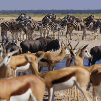 « Hérésie » ou pragmatisme ? La Namibie va tuer des animaux sauvages pour nourrir sa population