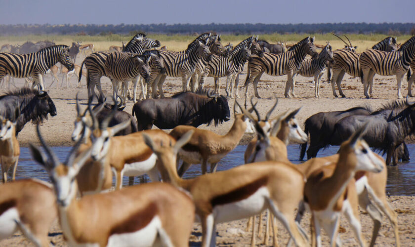 « Hérésie » ou pragmatisme ? La Namibie va tuer des animaux sauvages pour nourrir sa population