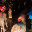 'Heroes' save animals after land 'sacrificed' in floods