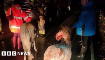 'Heroes' save animals after land 'sacrificed' in floods