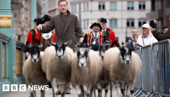 Hollywood star shepherds sheep over London bridge