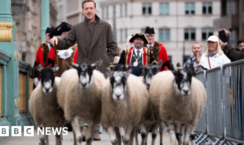 Hollywood star shepherds sheep over London bridge