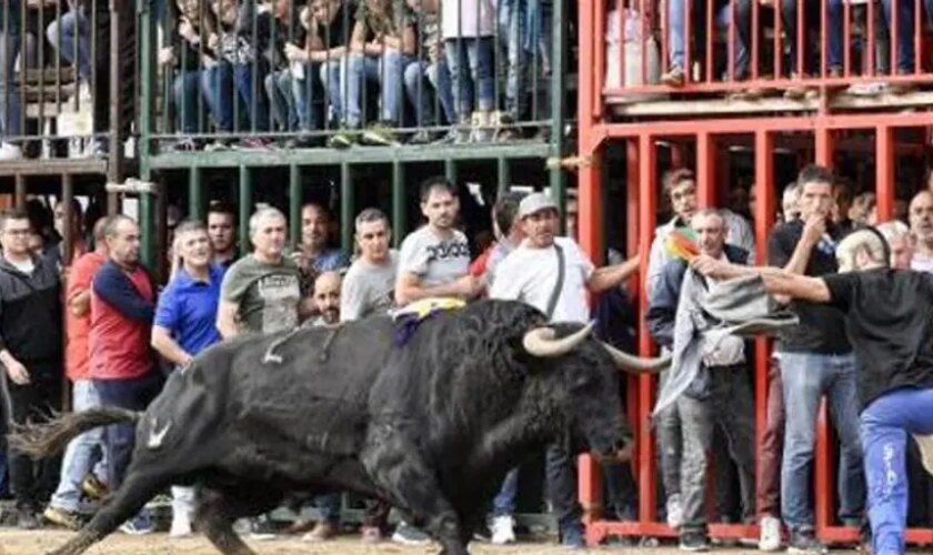 Hospitalizan a un hombre tras una aparatosa cogida en una suelta de vaquillas en Valencia