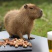 How Cinnamon's great escape led to capybara craze