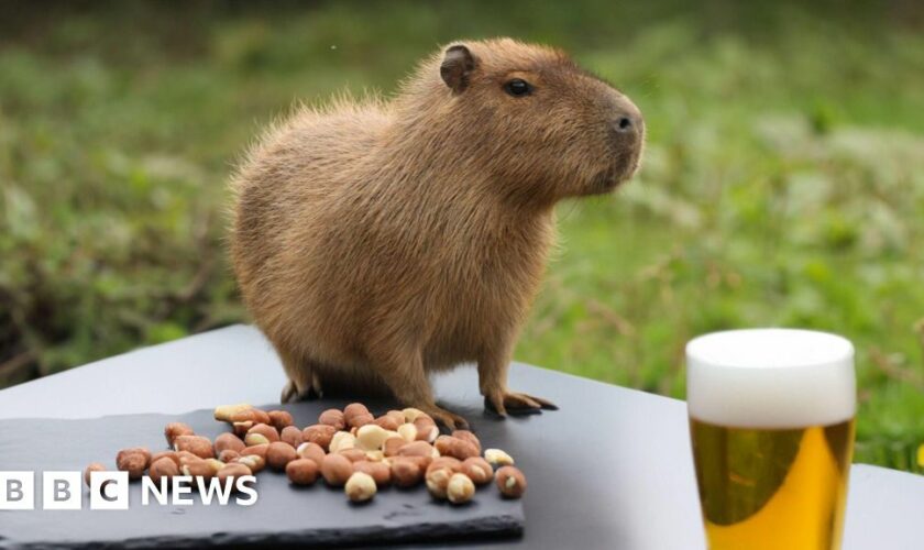 How Cinnamon's great escape led to capybara craze