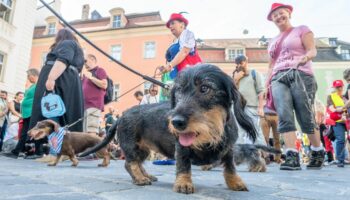 Dackel aus der Hundeperspektive aufgenommen