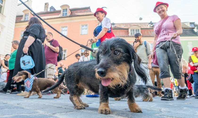 Dackel aus der Hundeperspektive aufgenommen