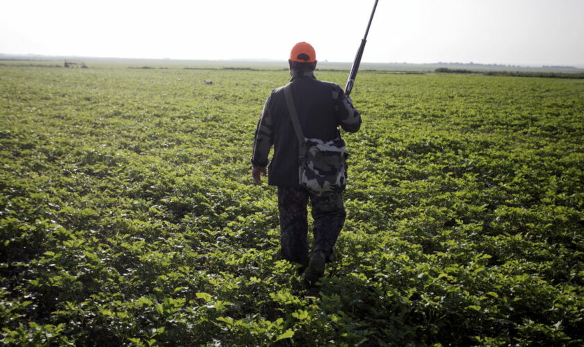 « Il faudra lever le pied » : dans l’Oise, le petit gibier échappe à l’ouverture de la chasse