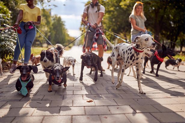 'I'm a dog expert – these are the best breeds for families who hate cleaning up'