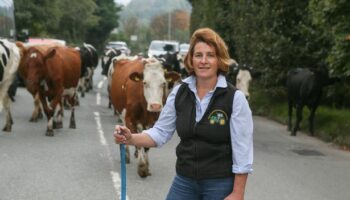 Irate driver leaves farmer stunned with bizarre reaction to cows crossing road