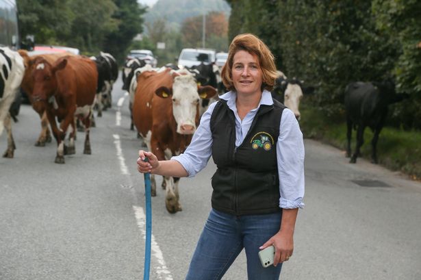 Irate driver leaves farmer stunned with bizarre reaction to cows crossing road