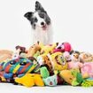 Is YOUR dog gifted? Scientists reveal the two key signs your pooch is 'special' - with Border Collies topping the list