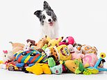 Is YOUR dog gifted? Scientists reveal the two key signs your pooch is 'special' - with Border Collies topping the list