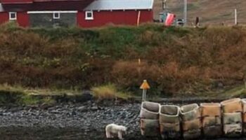 Island: Erster Eisbär auf der Nordatlantik-Insel seit 2016 – von Polizei erschossen