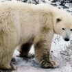 Islande : un ours polaire égaré abattu par la police