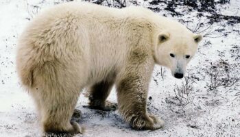 Islande : un ours polaire égaré abattu par la police