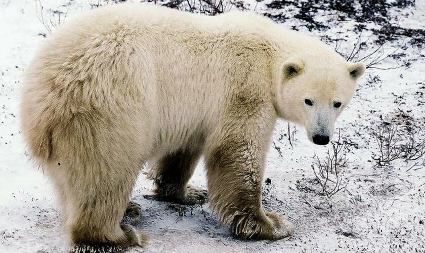 Islande : un ours polaire égaré abattu par la police