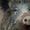 Mehr Wildschweine in Thüringen erlegt. Foto: Lino Mirgeler/dpa