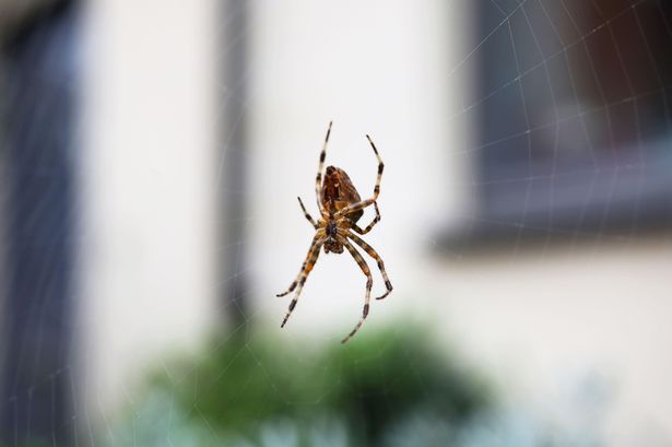 Keep spiders away with 'natural solution' as temperatures drop