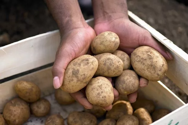 Keep your potatoes away from this vegetable to guarantee freshness for longer