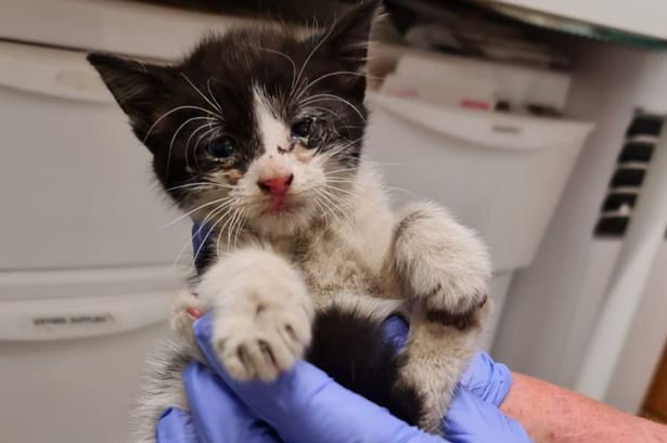 Kitten rescued when passer-by hears cries after making 16-mile round trip in car's engine