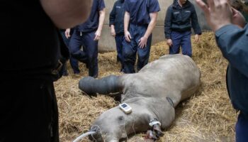 Knowsley Safari Park hero vets perform first-ever surgery on rhino's broken leg