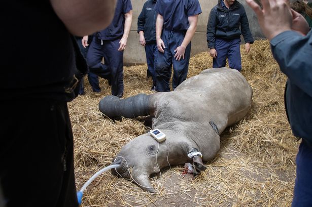 Knowsley Safari Park hero vets perform first-ever surgery on rhino's broken leg