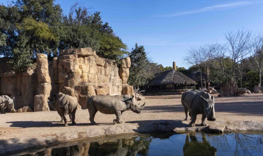 La Fundación Bioparc apela a la conservación del rinoceronte, un «gigante» que podría desaparecer