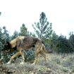 La Junta de Castilla y León celebra que pueda rebajarse la protección del lobo y carga contra el Gobierno